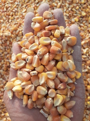 Ngô tầu ALKIMOS