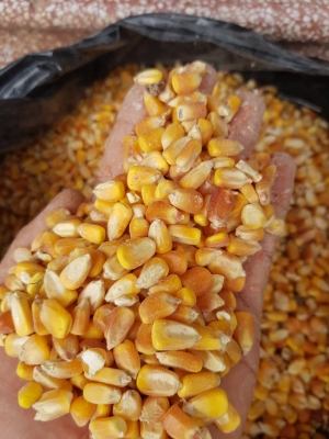 Ngô, Khô Đậu tầu VIGOR SW