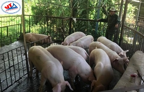 THỊ TRƯỜNG CHĂN NUÔI NGÀY 11/08/2020
