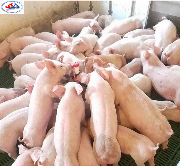 THỊ TRƯỜNG CHĂN NUÔI NGÀY 11/07/2018
