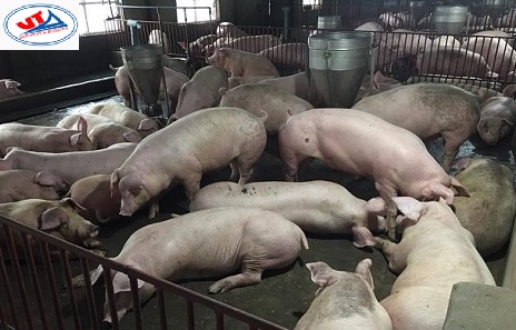 THỊ TRƯỜNG CHĂN NUÔI NGÀY 25/06/2018