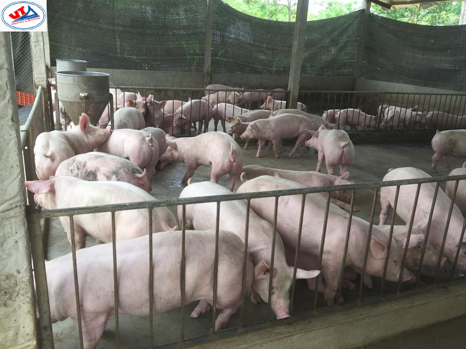 THỊ TRƯỜNG CHĂN NUÔI NGÀY 17/04/2019