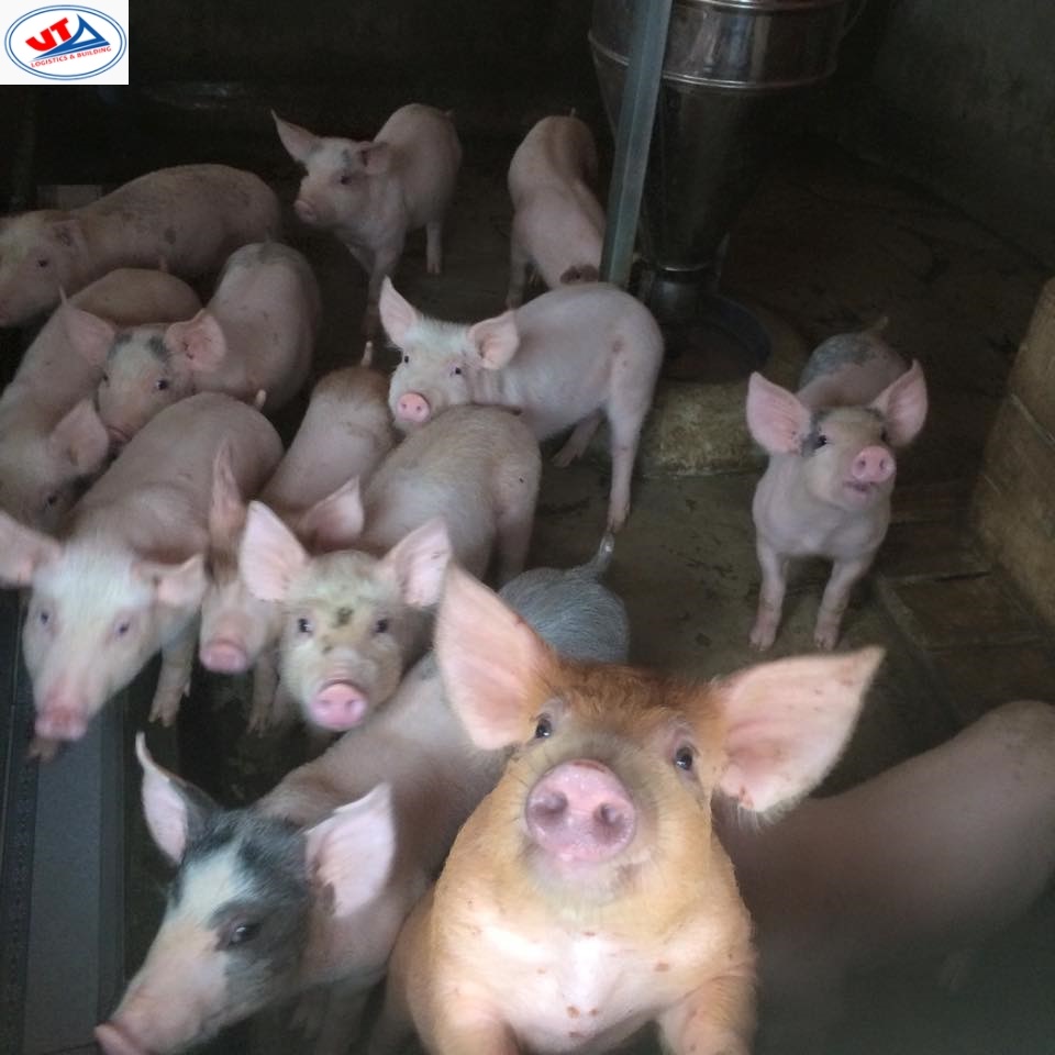THỊ TRƯỜNG CHĂN NUÔI NGÀY 07/06/2019