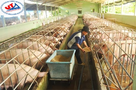 THỊ TRƯỜNG CHĂN NUÔI NGÀY 01/08/2018