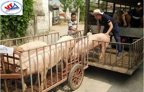 THỊ TRƯỜNG CHĂN NUÔI NGÀY 08/04/2020
