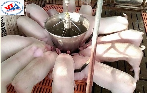 THỊ TRƯỜNG CHĂN NUÔI NGÀY 31/07/2018