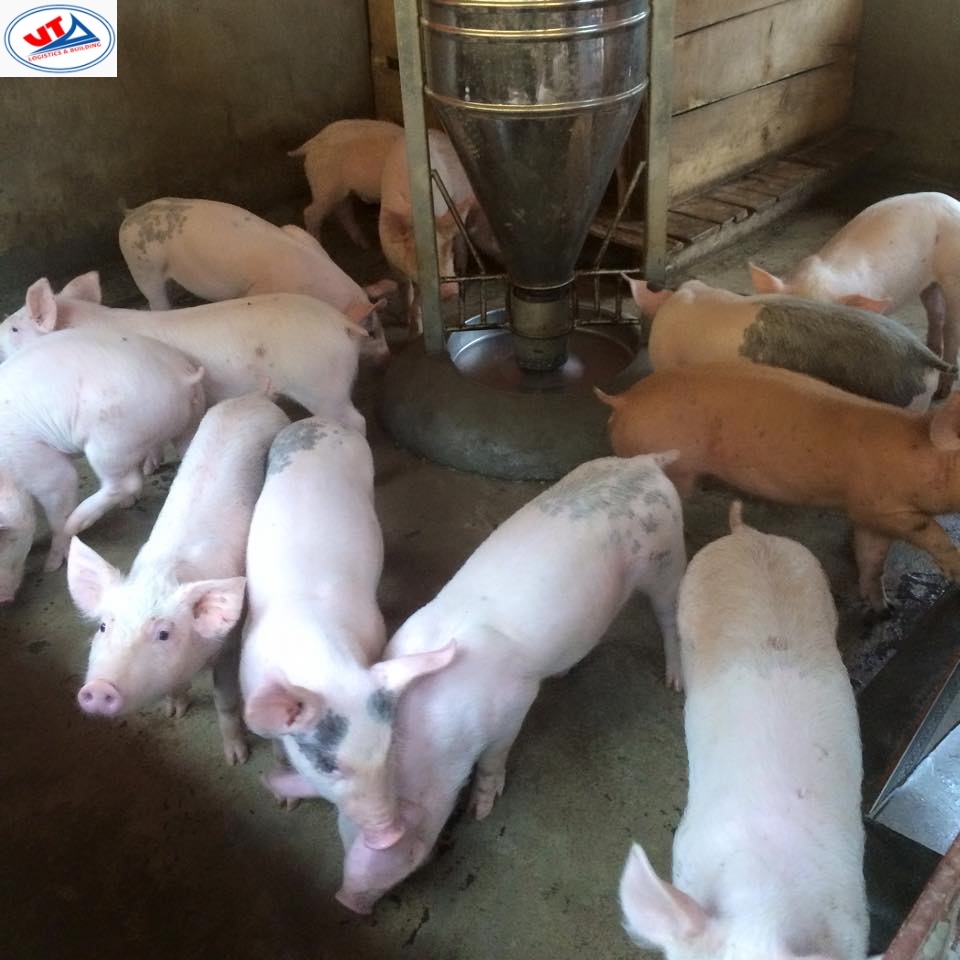 THỊ TRƯỜNG CHĂN NUÔI NGÀY 02/11/2018