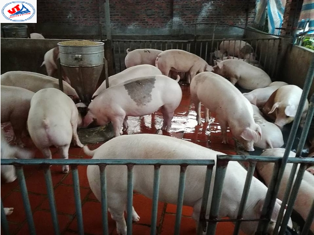 THỊ TRƯỜNG CHĂN NUÔI NGÀY 10/07/2018