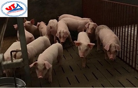 THỊ TRƯỜNG THỨC ĂN CHĂN NUÔI NGÀY 18/05/2018