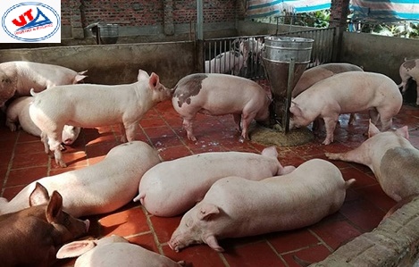 THỊ TRƯỜNG THỨC ĂN CHĂN NUÔI NGÀY 26/05/2018