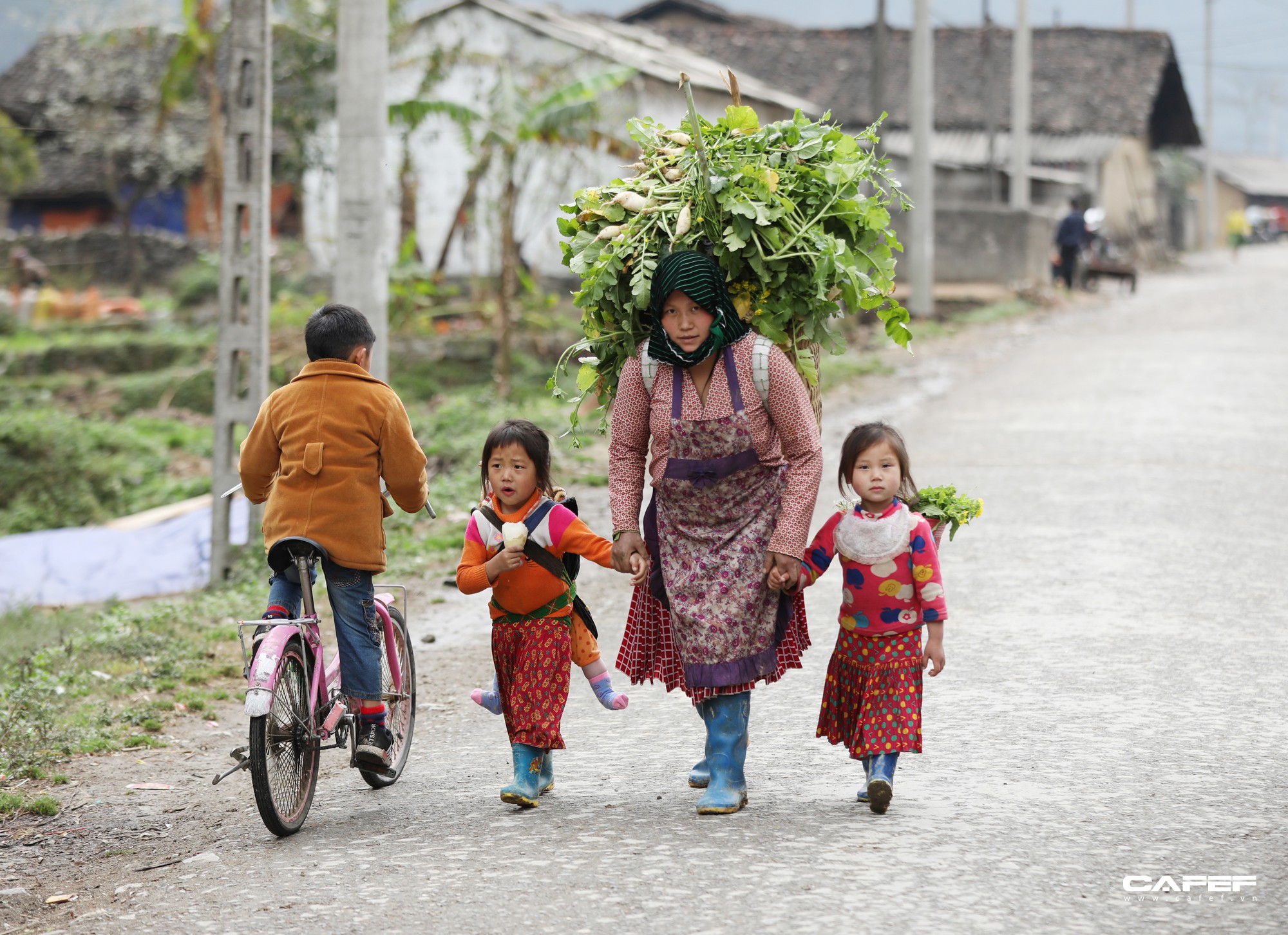 Đến Hà Giang mùa xuân, ngẩn ngơ xem đá nở hoa