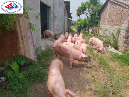 THỊ TRƯỜNG CHĂN NUÔI NGÀY 23/07/2018