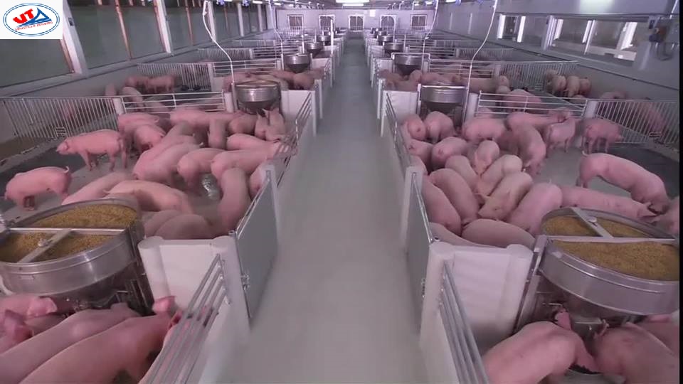 THỊ TRƯỜNG CHĂN NUÔI NGÀY 28/03/2019