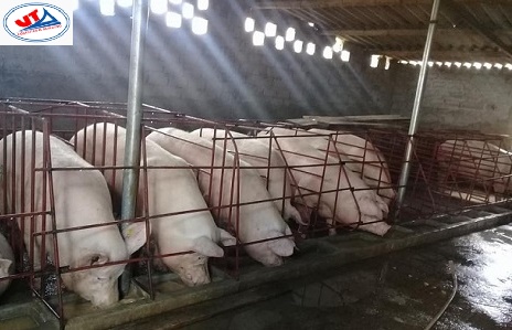 THỊ TRƯỜNG CHĂN NUÔI NGÀY 27/06/2018