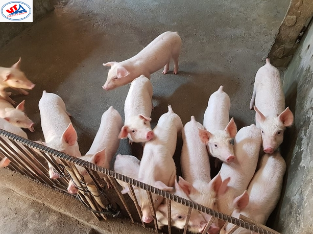 THỊ TRƯỜNG CHĂN NUÔI NGÀY 18/07/2018