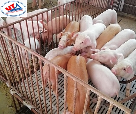 THỊ TRƯỜNG CHĂN NUÔI NGÀY 27/05/2020